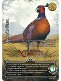 Aves de Caza
